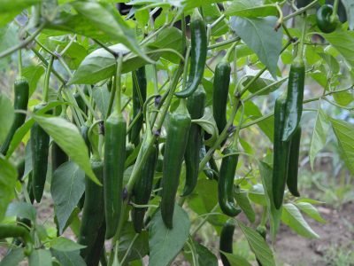 green pepper, vegetables, dishes, chili peppers, food, freshness, green pepper, green pepper, green pepper, green pepper, green pepper