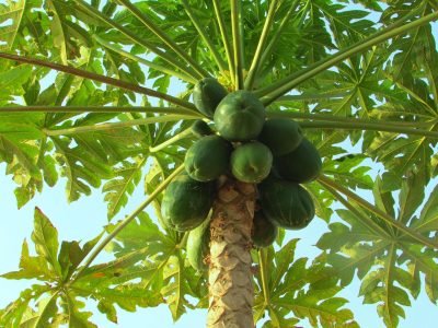 papaya papaya, fruit, plant, nature, fresh, exotic, tree, dharwad, india, green fruits