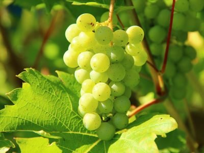 Closeup of green grapes on a vine in a sunny vineyard, perfect for wine-making themes.