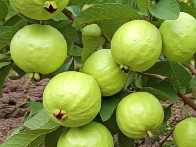 guava